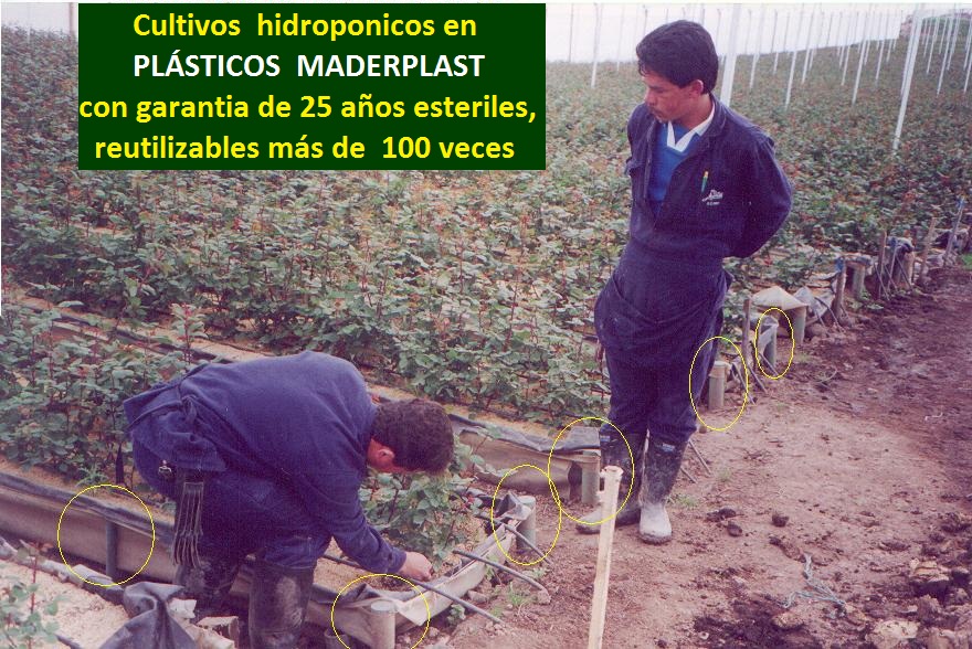 hidroponía manual cultivos hidropónicos flores hidropónicas cultivo tecnificado flor de corte bajo invernadero cultivos hidropónico tecnificado plásticos maderplast bandejas camas recipiente 00 hidroponía manual cultivos hidropónicos flores hidropónicas cultivo tecnificado flor de corte bajo invernadero cultivos hidropónico tecnificado plásticos maderplast bandejas camas recipiente 00 hidroponía manual cultivos hidropónicos flores hidropónicas cultivo tecnificado flor de corte bajo invernadero cultivos hidropónico tecnificado plásticos maderplast bandejas camas recipiente 00